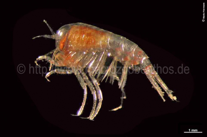 Themisto abyssorum Themisto abyssorum