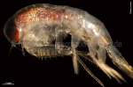 Amphipoda
