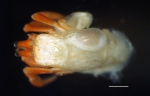 Isopoda
