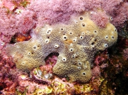 Ircinia variabilis