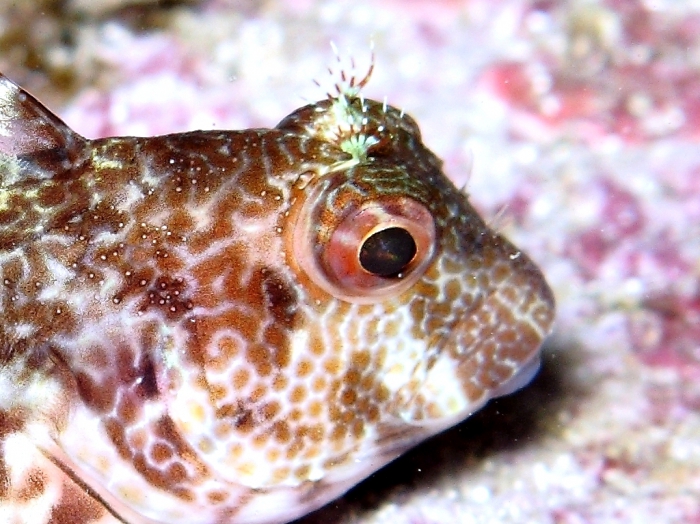 Parablennius pilicornis: detail supraorbital tentacles