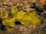 Hexadella pruvoti Topsent, 1896
