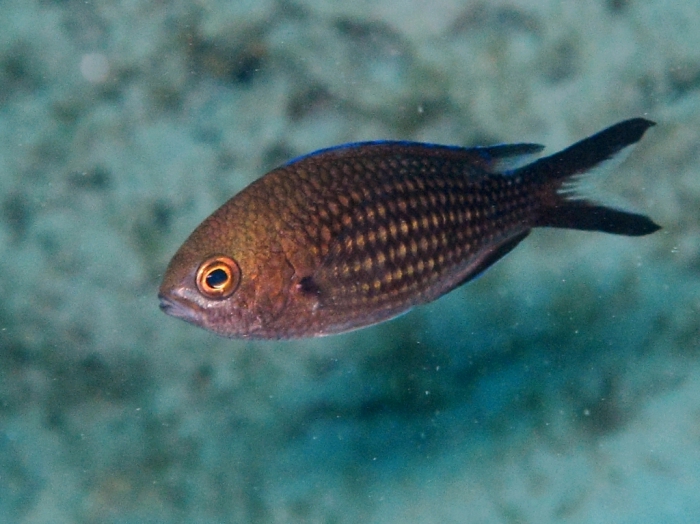 Chromis chromis