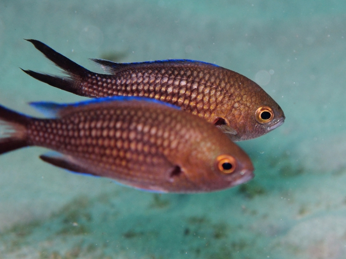 Chromis chromis