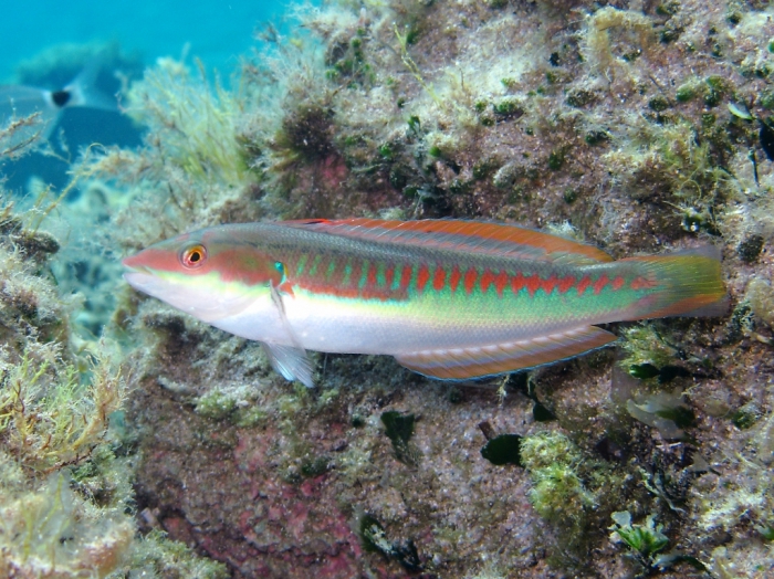 Coris julis (male)