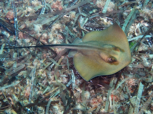 Dasyatis pastinaca Dasyatis pastinaca