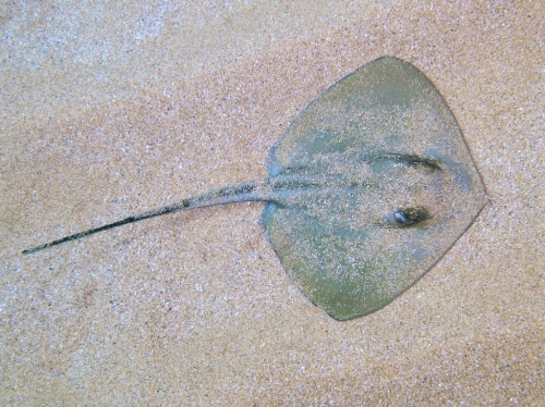Dasyatis pastinaca Dasyatis pastinaca