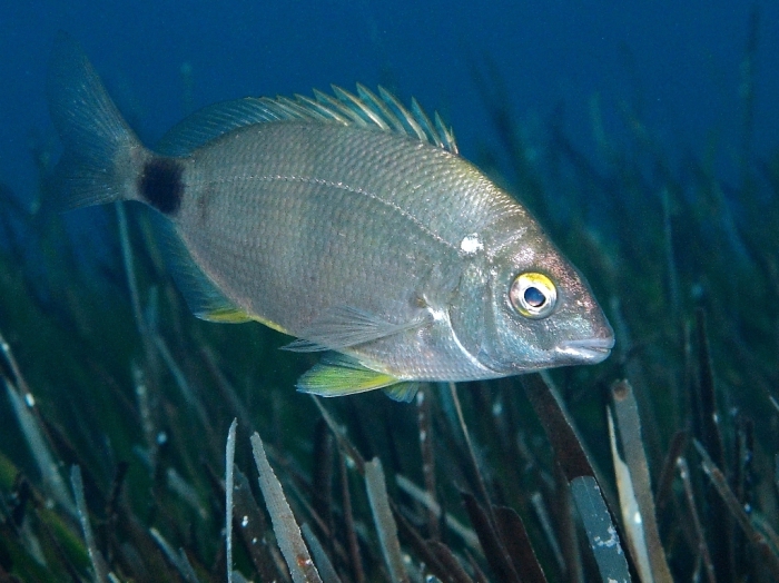 Diplodus annularis