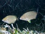 Diplodus annularis