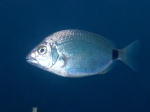 Diplodus annularis