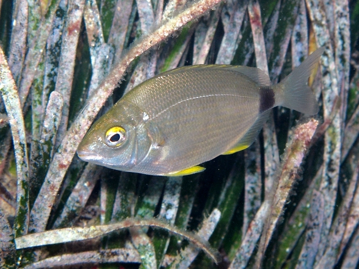 Diplodus annularis