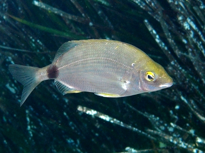 Diplodus annularis