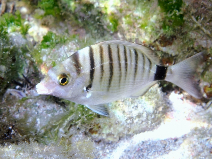 Diplodus puntazzo