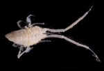 Isopoda