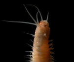 Polychaeta