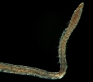 Levinsenia gracilis, author: Adrian Glover, NHM