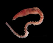 Scalibregma inflatum