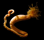 Polychaeta