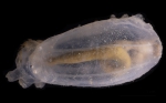 Echinodermata