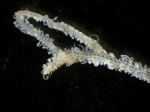 Polychaeta