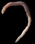 Polychaeta