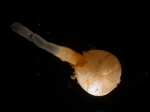 Mollusca