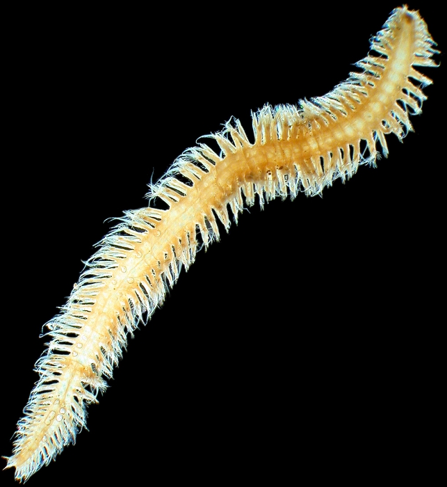 Vigtorniella flokati