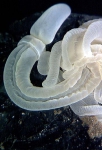 Hemichordates