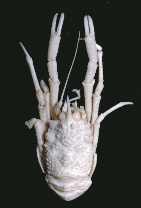 Munidopsis naginata
