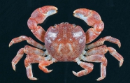 Xenograpsus testudinatus, author: N.K. Ng (CoML, ChEss & EoL)