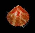 Brachiopoda (lamp shells)