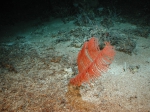Cnidaria