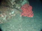 Cnidaria