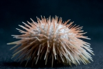 Echinodermata