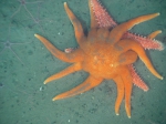 Echinodermata