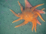 Solaster dawsoni