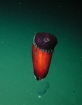 Holothuroidea (sea cucumbers)