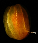 Ctenophora