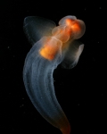 Mollusca