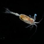 Scaphocalanus acrocephalus