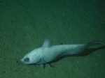 Gadiformes