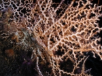 Cnidaria