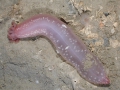 Holothuroidea (sea cucumbers)