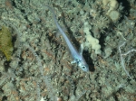 Gadiformes