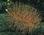 Iridogorgia splendens