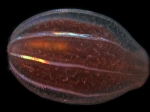 Ctenophora