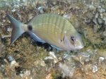 Diplodus sargus