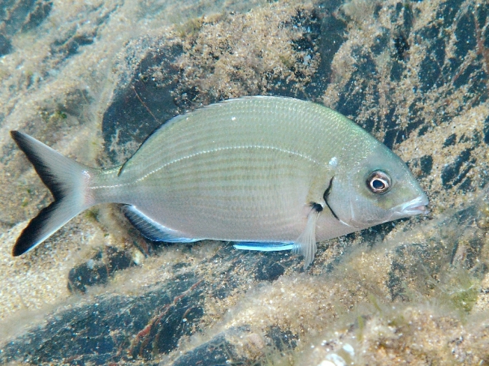 Diplodus sargus