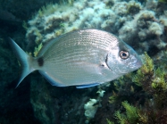 Diplodus sargus