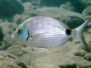 Diplodus sargus